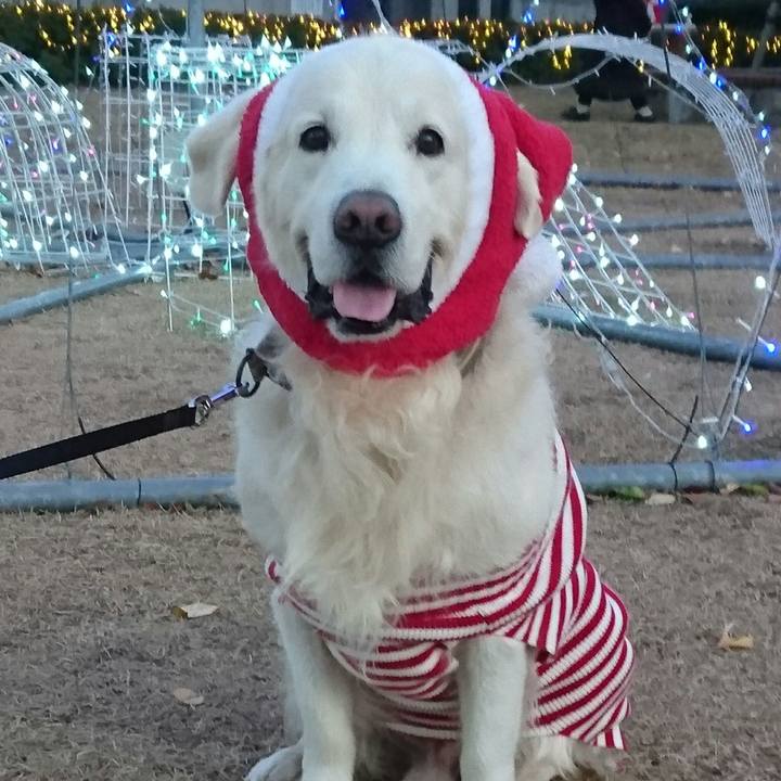 2ed02ddd 0893 4ba4 b32f b5e4dae4222a 1514031297104