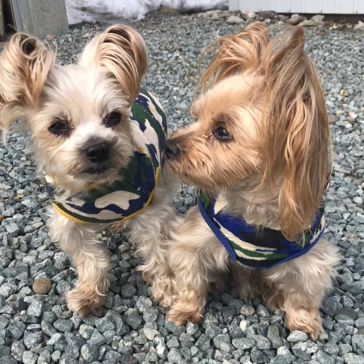 2ed1b225 b61a 472b aaab b73e5472c424 1555059185322