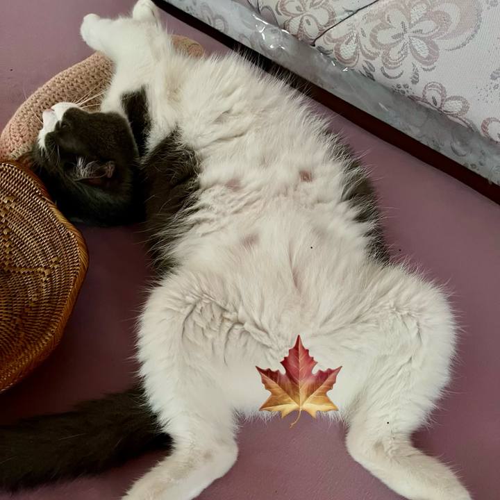 2ed246c0 4ef1 499f 81a1 c2ee030f0f6b 1769413815225