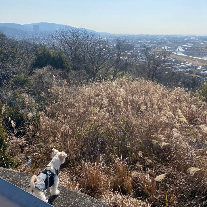 2ed4dee9 bbe7 4494 9e16 1f851b5da294 1612684987638