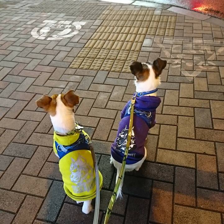 2eda603c 38cf 4822 8057 c56c259e6324 1550667404198