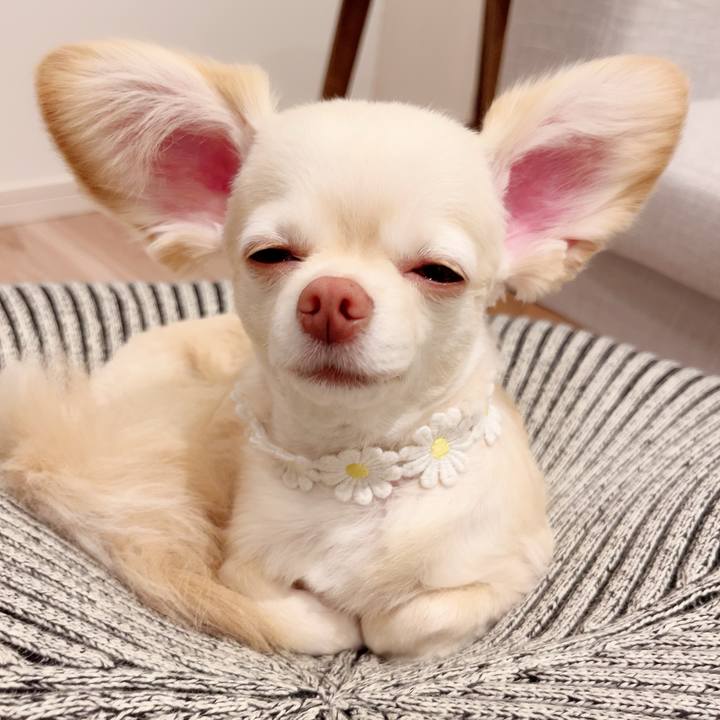 2edc7cb6 3ea2 441a 9a86 e20cf7d2b556 1685231609864