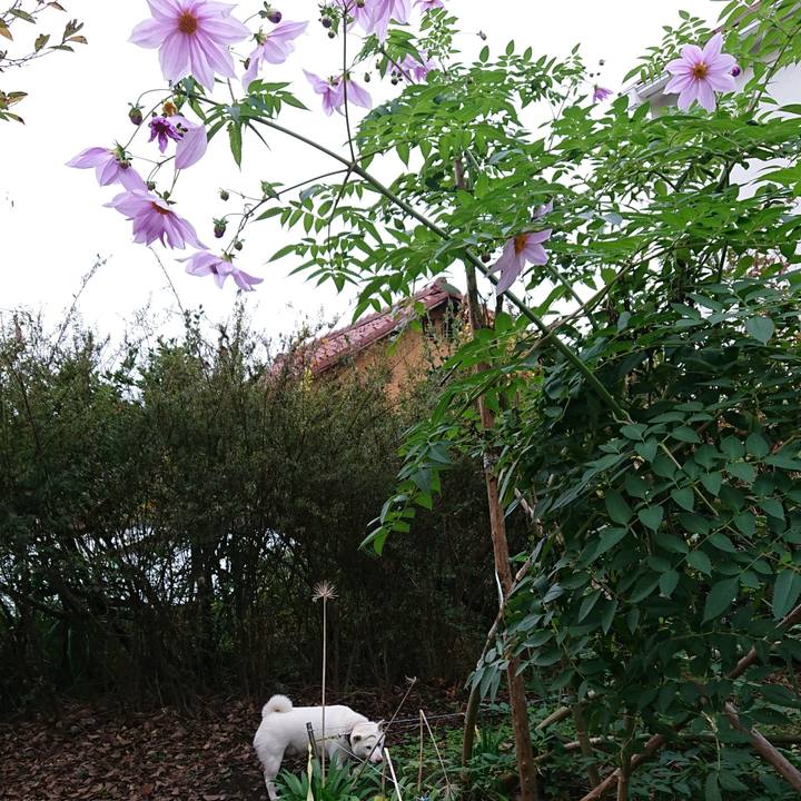 2edc86df 2622 4812 9734 2ceea502160a 1542066601584