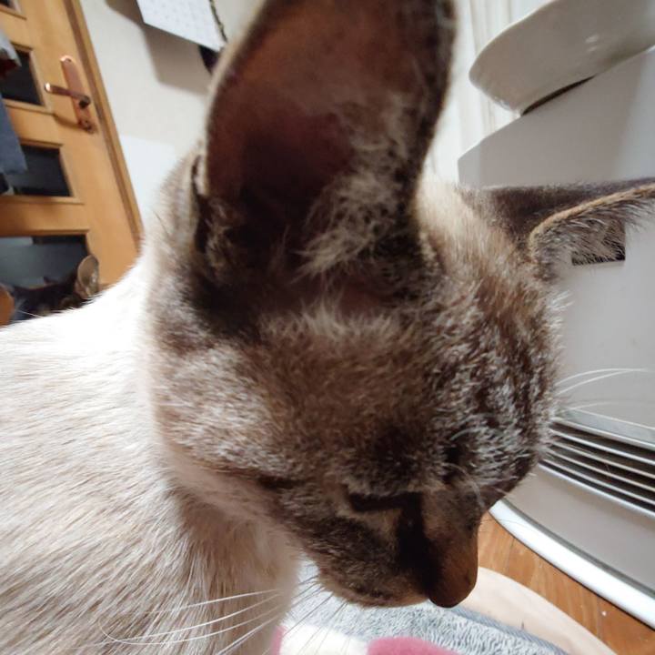 2ede03ab 4c11 4e95 af7e afc2aaf87122 1765545259961