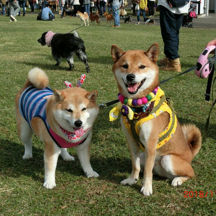 2edf0008 1037 4318 956c 60a43b6d1e76 1541927661237