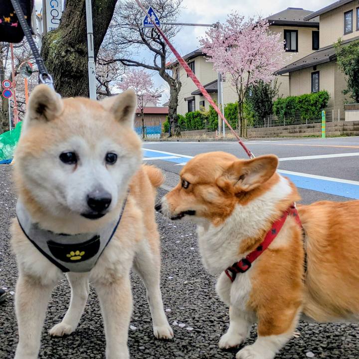 2ee10996 c7d8 4db4 b881 36f669bc2006 1774609806493