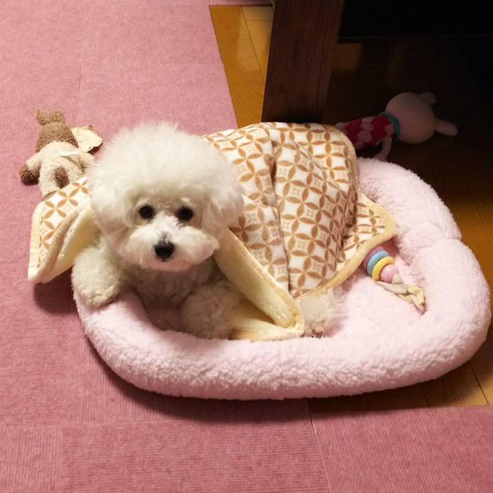 2ee4b58c 086a 4a9c bddd 84db79c0f795 1511409463923