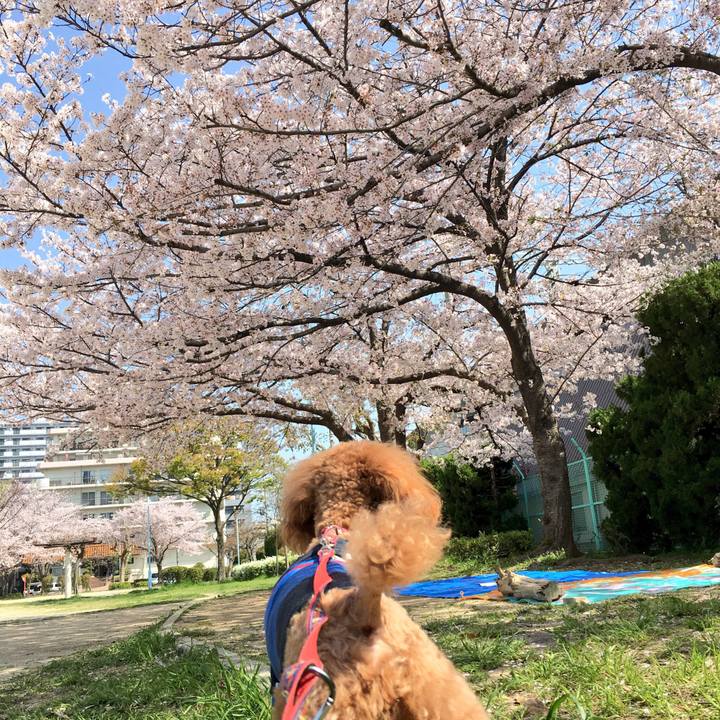 2ee70c7f 0b7f 44aa 86dc 3b9a66e74d2b 1522461624941