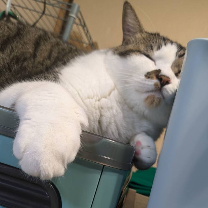 2ee96772 68cf 43ca 97c2 3d3265f0fc21 1728790295839