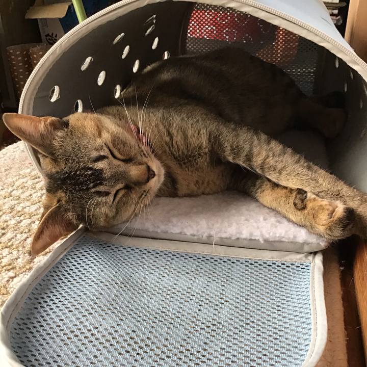 2ee9aedc 4617 44dd a494 321dc16a1a3d 1591427791849