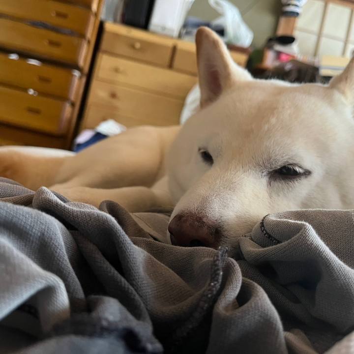 2ee9cf71 1fb3 43e9 96ff 1eda669cbbae 1691891229880