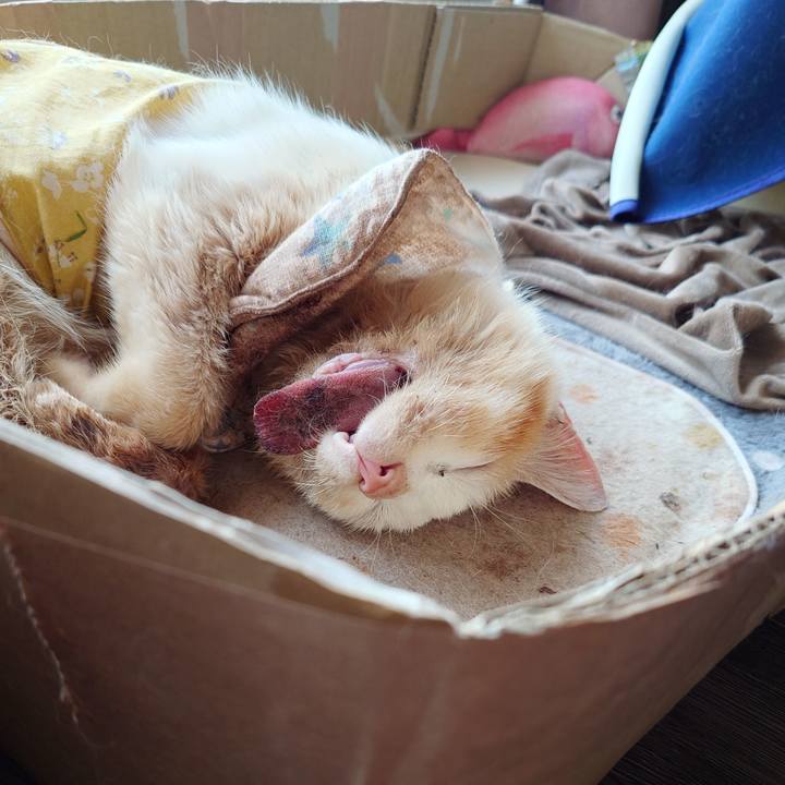 2eefb2c1 035c 448c 83c7 0e94074a3ce8 1764422771517