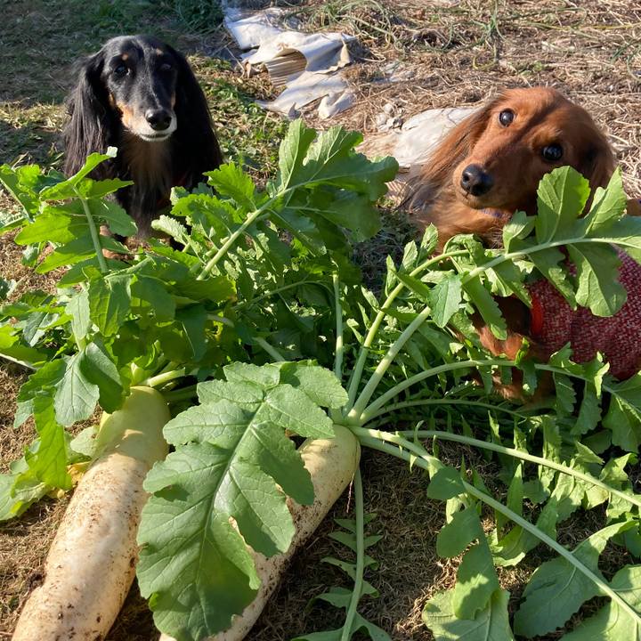 2ef24907 7137 4832 8a6c 9813f7682b42 1765255292116