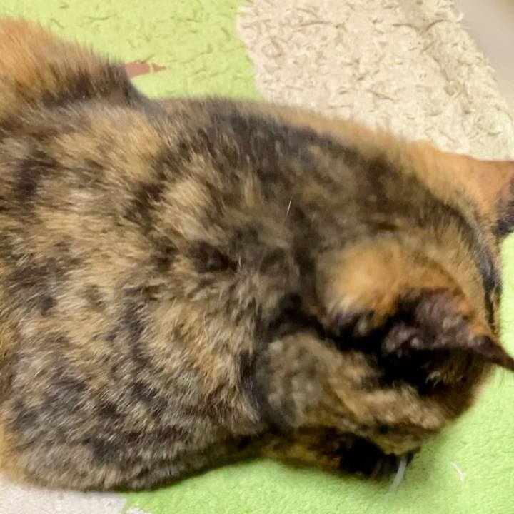 2ef2933b fa31 43d7 8474 9aa815f18028 1731490541599