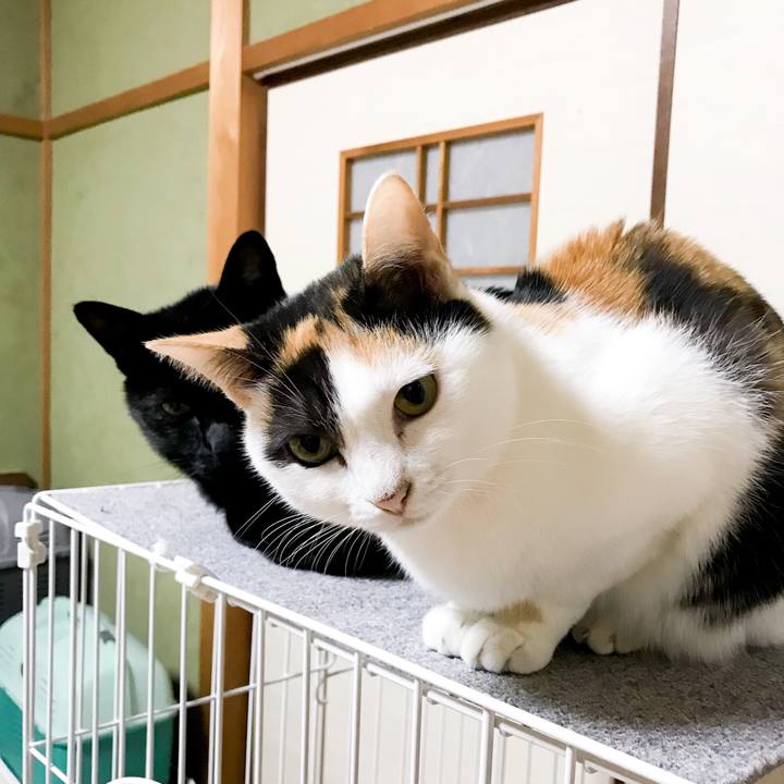 2ef43e87 886f 4a2a a13f b14122604fc4 1511534171770