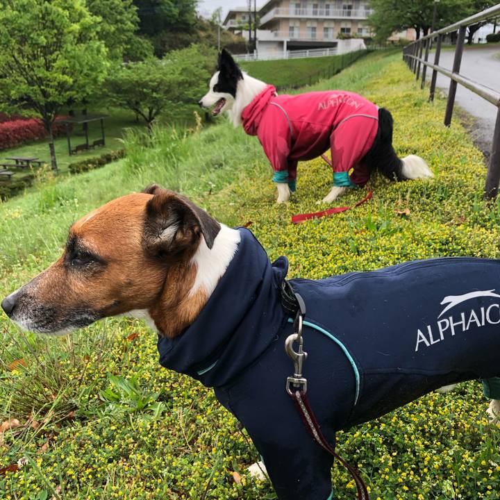 2ef67a96 8bc4 4298 8b51 1f72f4116169 1556146266344