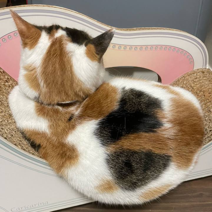 2efa92e2 994d 4218 b225 3f1ed3cd877b 1702903427349