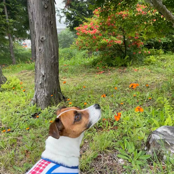 2efb0b17 8b49 410c bede e2232432a83b 1624426585168