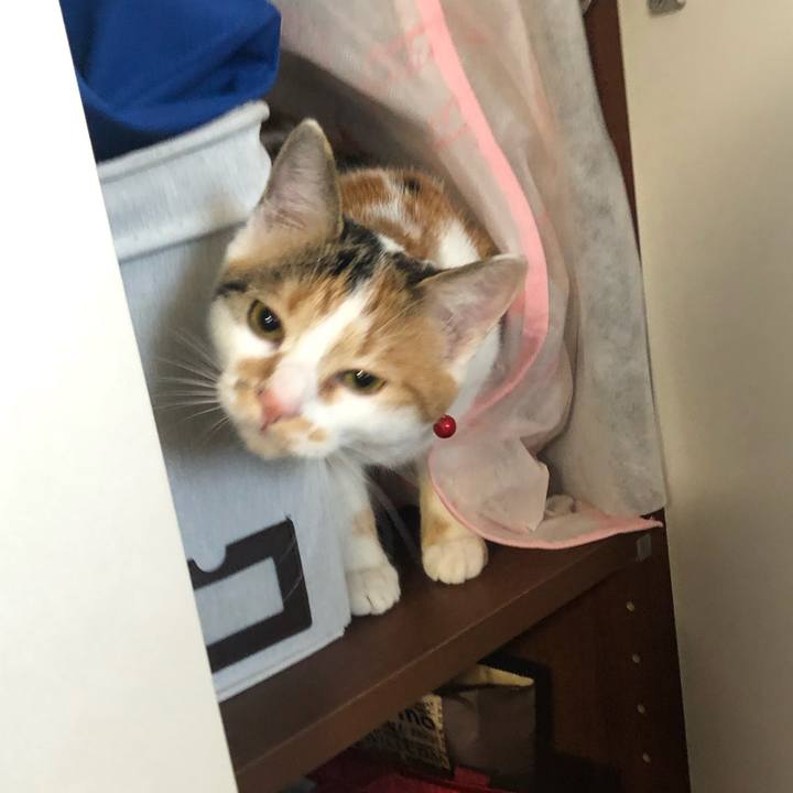 2efd4118 dfab 4f9a 9eec 1bbe778bd27e 1574307129242