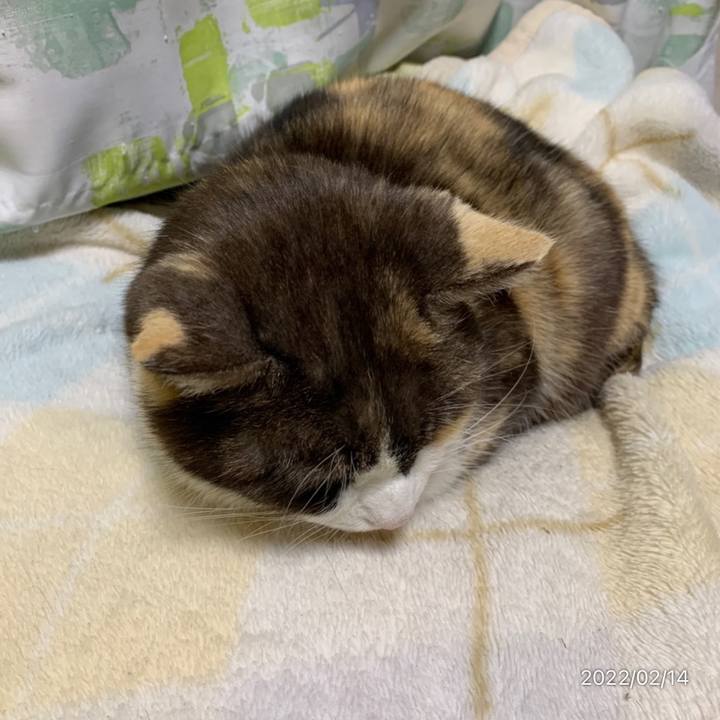 2f03063b a8f6 43c0 b45c 806aa44ee2c0 1644843769780