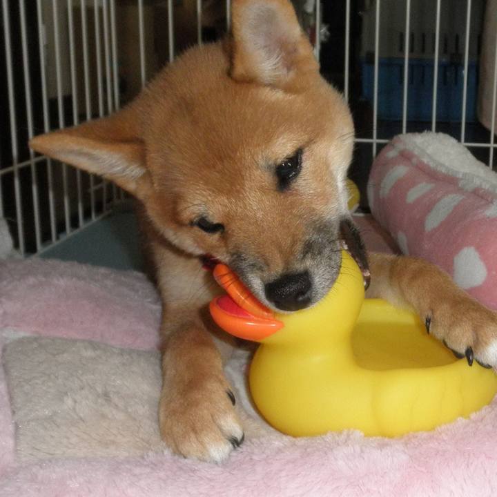 2f08c7f3 de5c 4bc5 8e72 9c6932800682 1618240388170