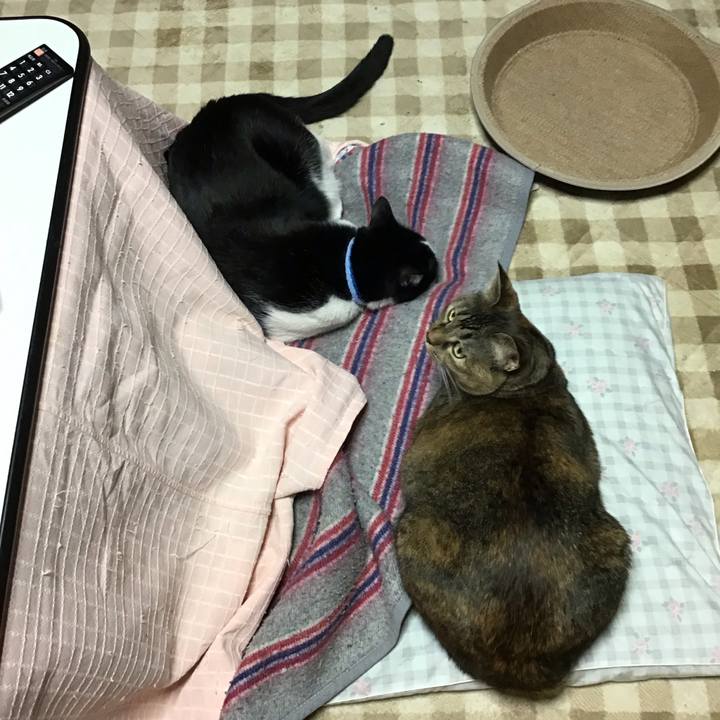 2f0b34cb 8ec8 4065 b147 8b035669d5d0 1730982657047