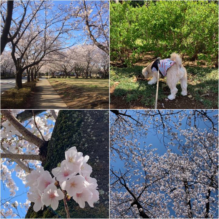 2f0c4f19 1f74 4135 bcb1 5e03ae3025d2 1554211026851