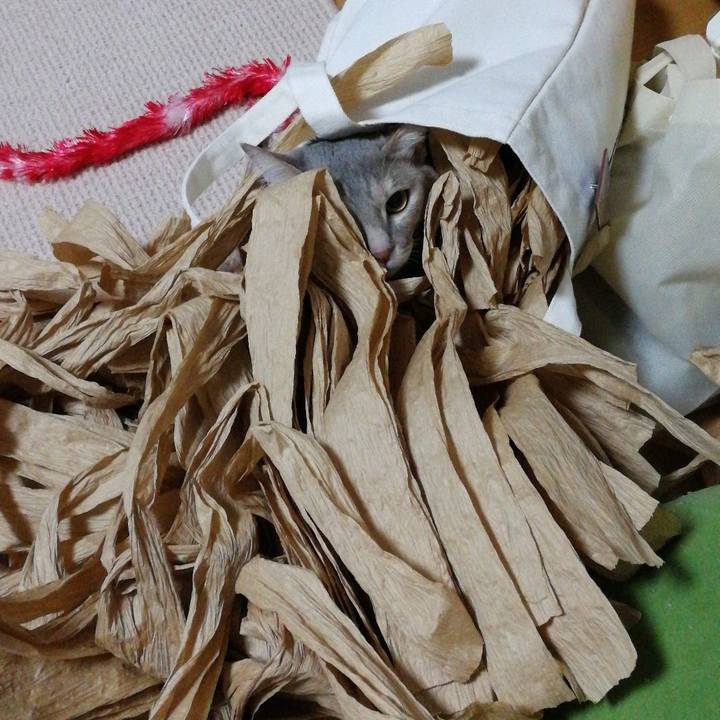 2f0f0f09 9bbf 4ee8 88aa d1d93860c2e9 1524021039779