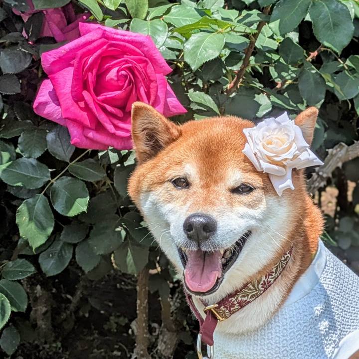 2f104c11 8ada 4e91 8e8e becaeebe2a51 1747189910975