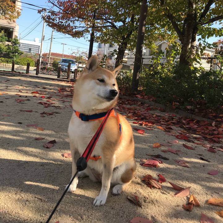 2f108a47 6455 45ee 9817 4a446e274c74 1510837692918