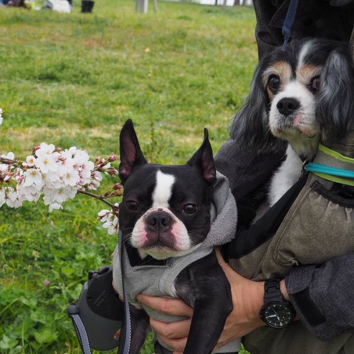 2f1140f8 e719 4349 a9f7 fc4da2ec6e2b 1553935874186