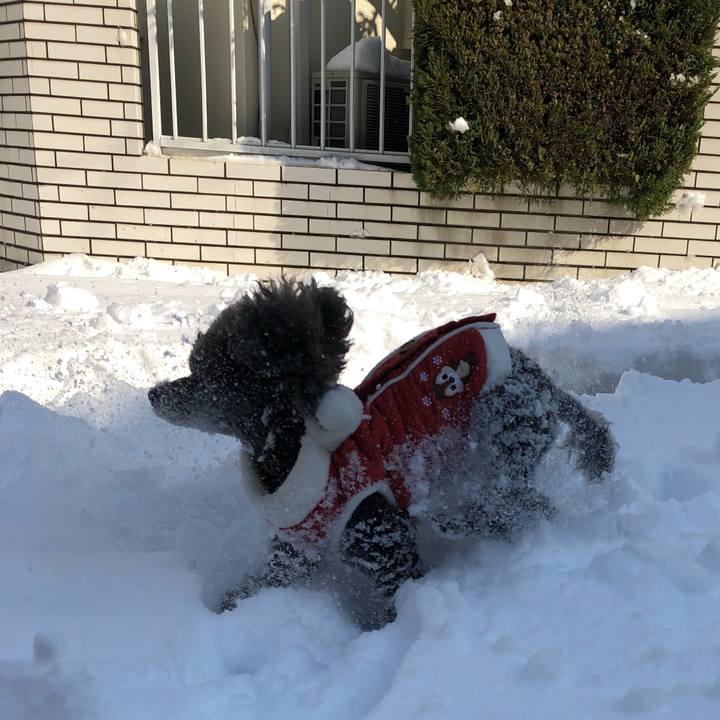 2f13d437 c375 455c a0d3 a052738740ff 1516701509439