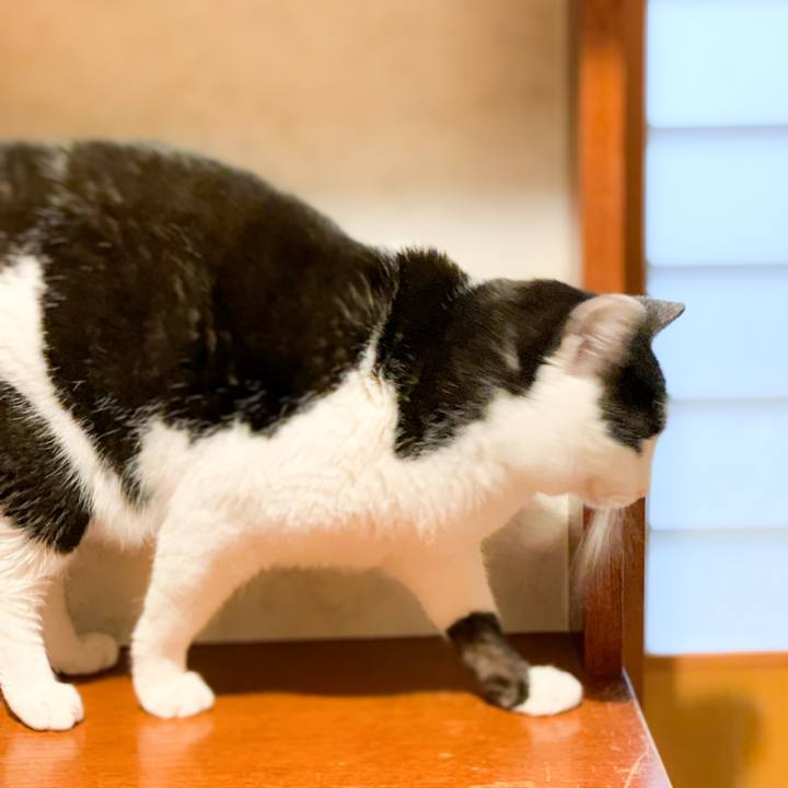 2f14f9e6 7254 4541 91fe bcfdab1e94ed 1590280701431