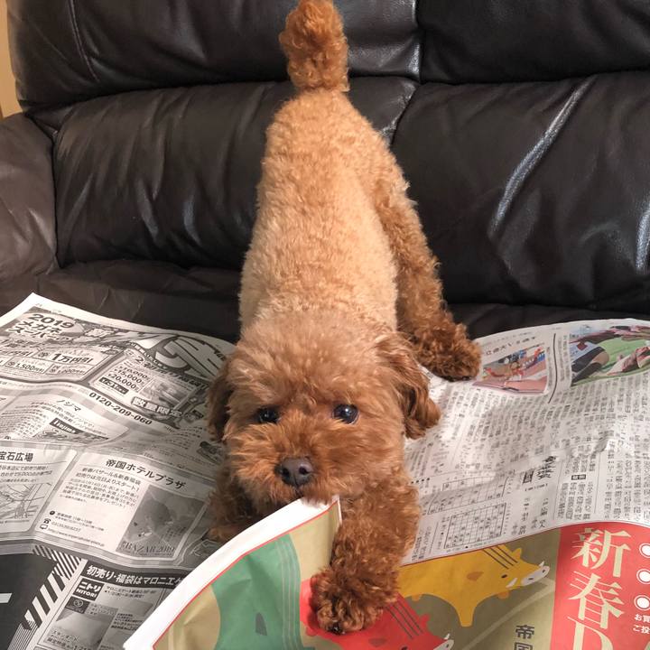 2f1516f9 f154 491d 8560 a6e4dcbcde55 1546217484383