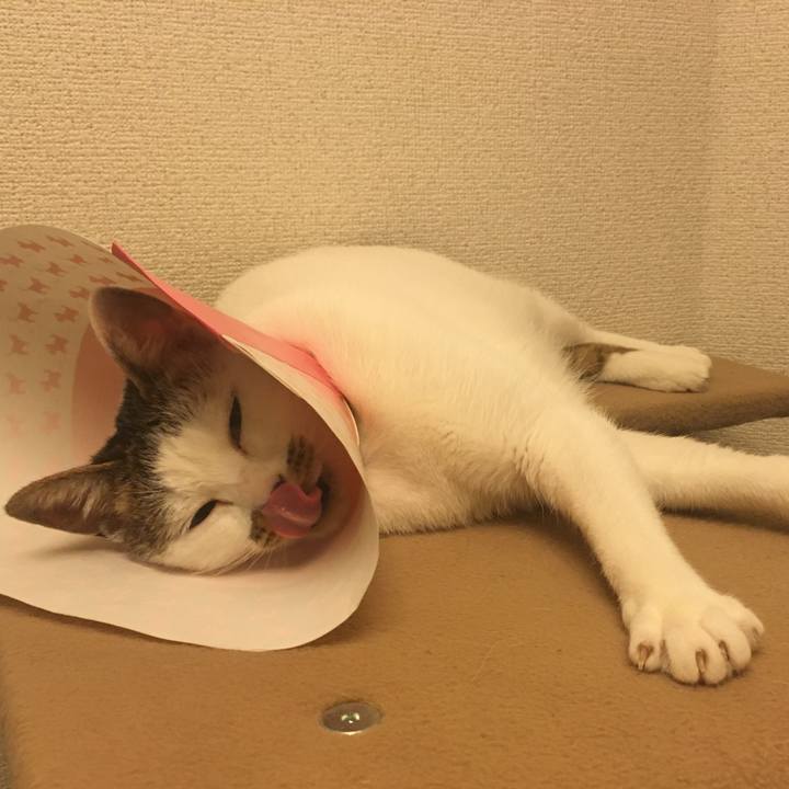 2f1bf2ab 5742 490a b08f 55e328717b0b 1541955593441