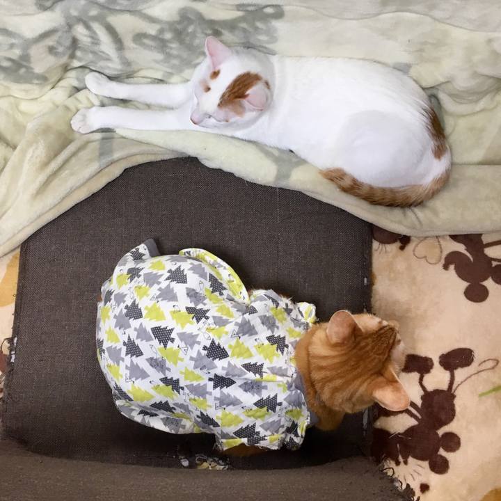 2f204638 d7f3 4103 b40a 700a3a1f9efe 1511071782533