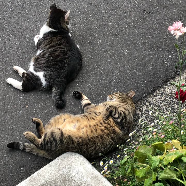 2f21b4a9 e0ba 4a67 ad0a 5eaf10fa6421 1557619975533