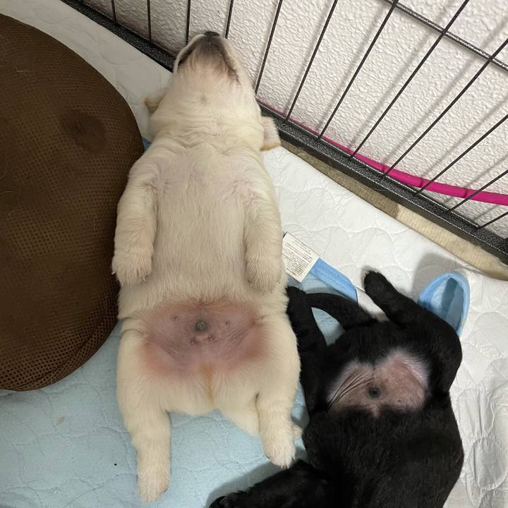 2f227434 e445 4735 afb2 54ecca91f2ab 1626699770116