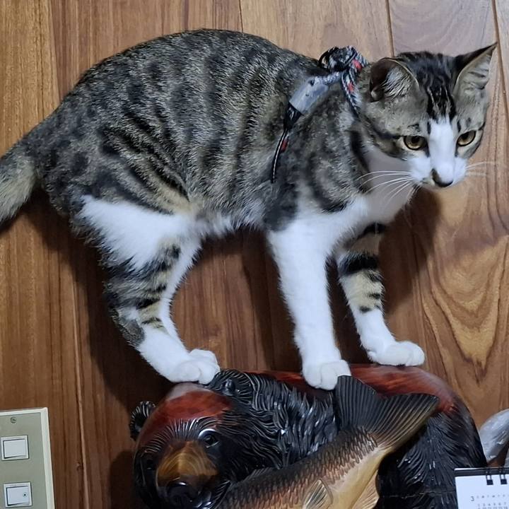 2f23bd76 74fa 4cfe be97 dd15fc3efe5b 1745952588242