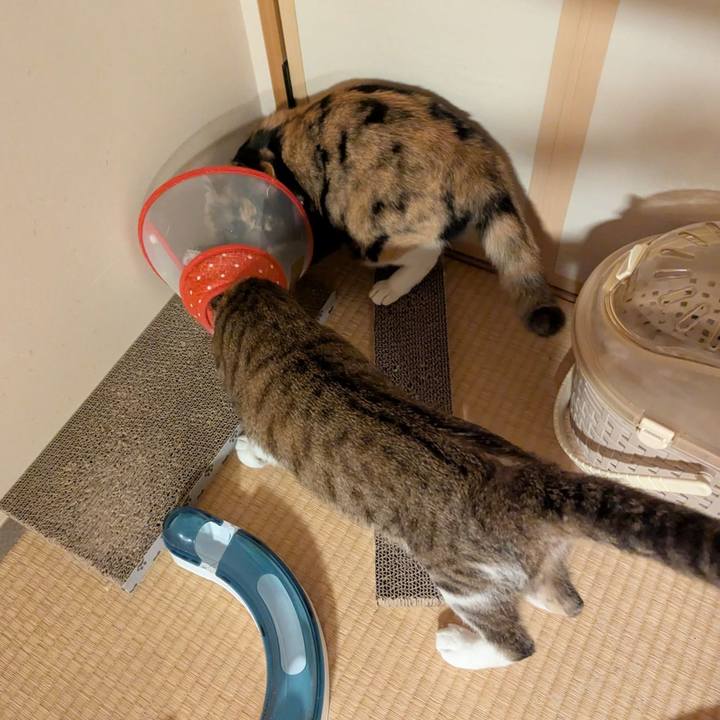 2f23cf9d 6d6e 45c4 9b79 a378ca63a8ec 1760677026620