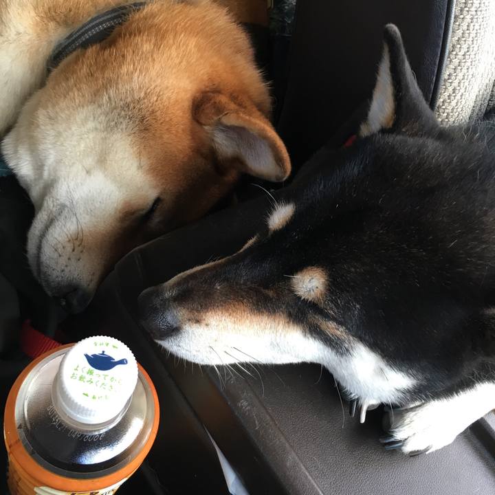 2f298e70 adcb 4f24 851d d7336a36241e 1547364294070