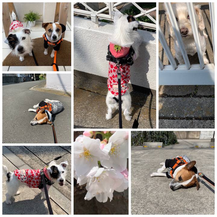 2f29d686 0bfa 4524 84b4 cfa1488df377 1553648841937