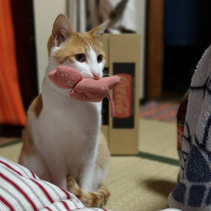 2f2a4bf2 3568 45d2 87e1 ca54a25009ff 1557143581059