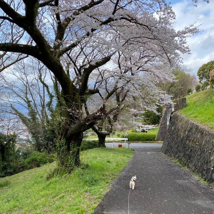 2f2a5471 1140 4207 9c10 d05c1e12fd51 1585384612540