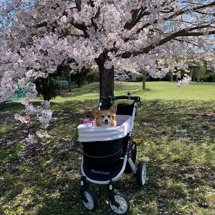 2f2af356 2e4d 4f4c a471 2831ea173484 1712718442317