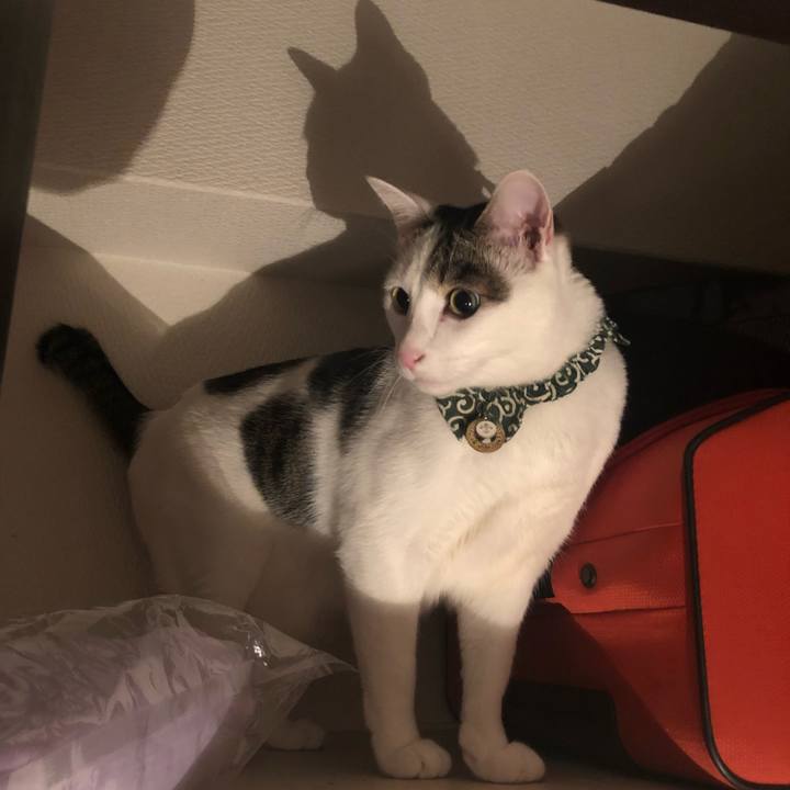 2f2b5be6 21fc 47db a966 ca7e70e2d5f3 1541930821969