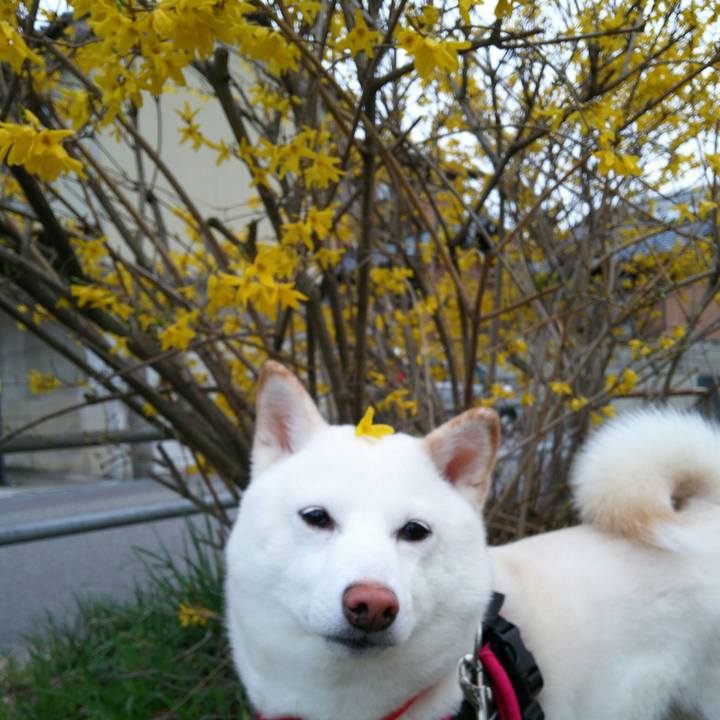 2f2e90ef 83ba 40db b054 ee427a51ce01 1554110274806