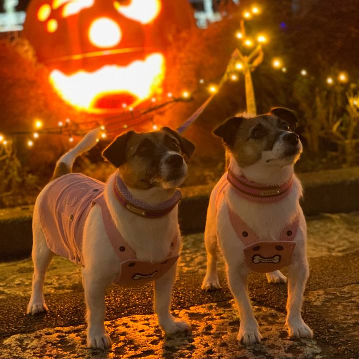 2f314a8a 5343 461f 9441 8c70b120f731 1604105165683