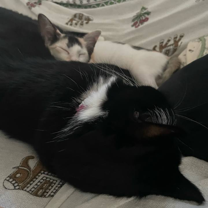 2f333f4b e40b 4394 9909 73a9bae6e42d 1659040290442