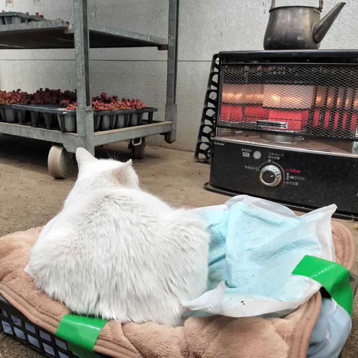 2f3631cf 46ee 4967 9ce8 22fc20c63c3f 1766633915838